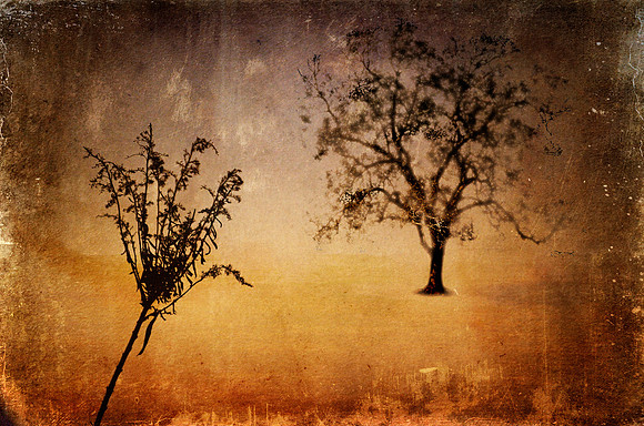 Silhouettes Tree and Flower