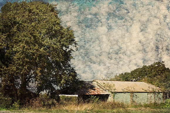 Overgrown Texas Hill Country Shed
