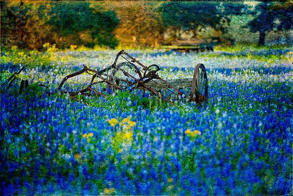 Bluebonnets Surrounding Antique Farm Implement