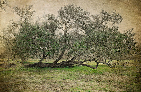 Texas Southern Live Oak Tree 2