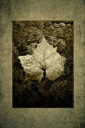 Frosted Sycamore Leaf