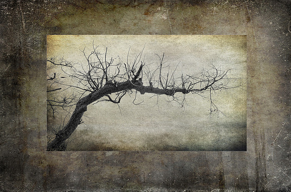 Leafless Branch