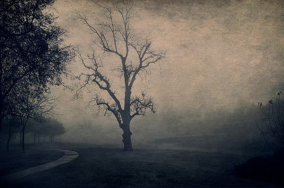 Lone Pecan Tree and Bridge