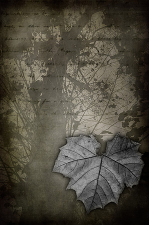 Notes From A Sycamore Tree
