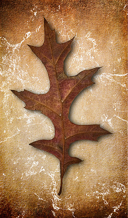 Pin Oak Leaf