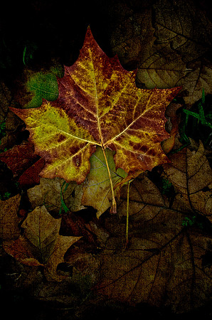 Sycamore Leaf on Leaf Background