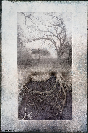Pecan Tree Reflected