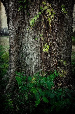Pecan Tree Trunk and Vines