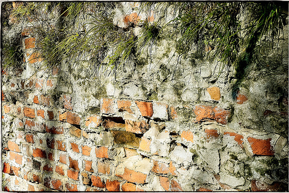 Brick Wall and Vegetation