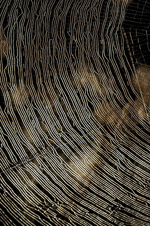 Spider Web