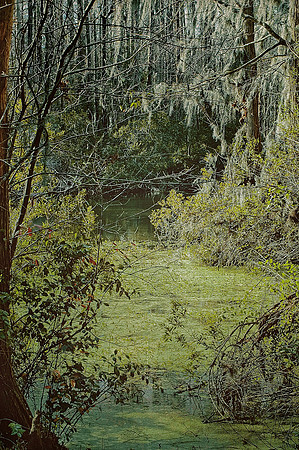 Spanish Moss Over Swamp
