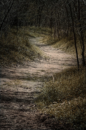 Empty Path Through Woods