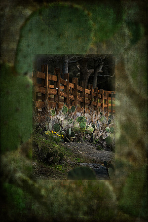 Cactus and Wooden Fence