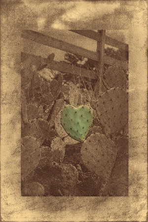 Heart Cactus and Wooden Fence