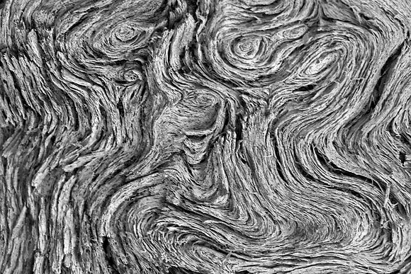 Driftwood 2