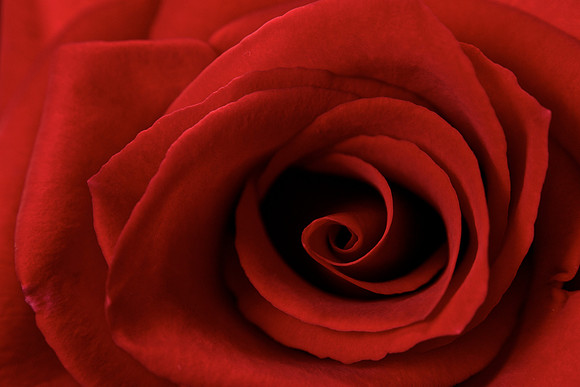 Red Rose